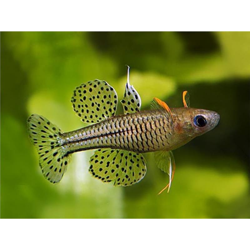 Pseudomugil gertrudae (Spotted Blue-Eye) - imagine 4